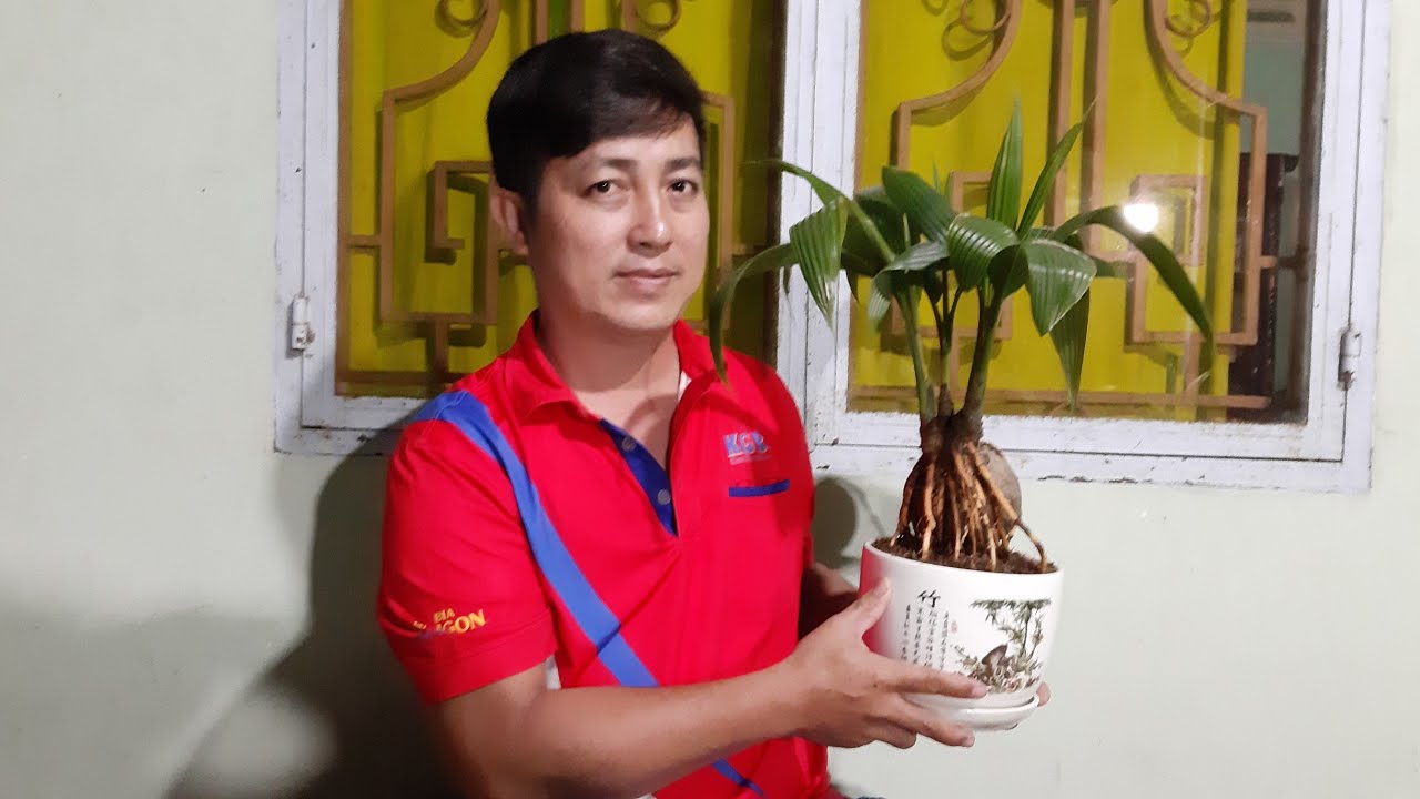 Hai nghệ nhân làm dừa bonsai /coconut bonsai/ bonsai kelapa