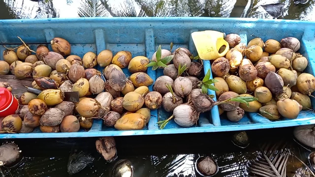 Hành trình đi săn dừa bonsai mini/coconut bonsai/bonsaikelapa