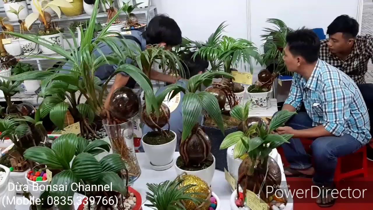 Hành trình dừa bonsai tham gia ngày hội dừa Bến Tre 2019(P3)/coconut bonsai/bonsai kelapa