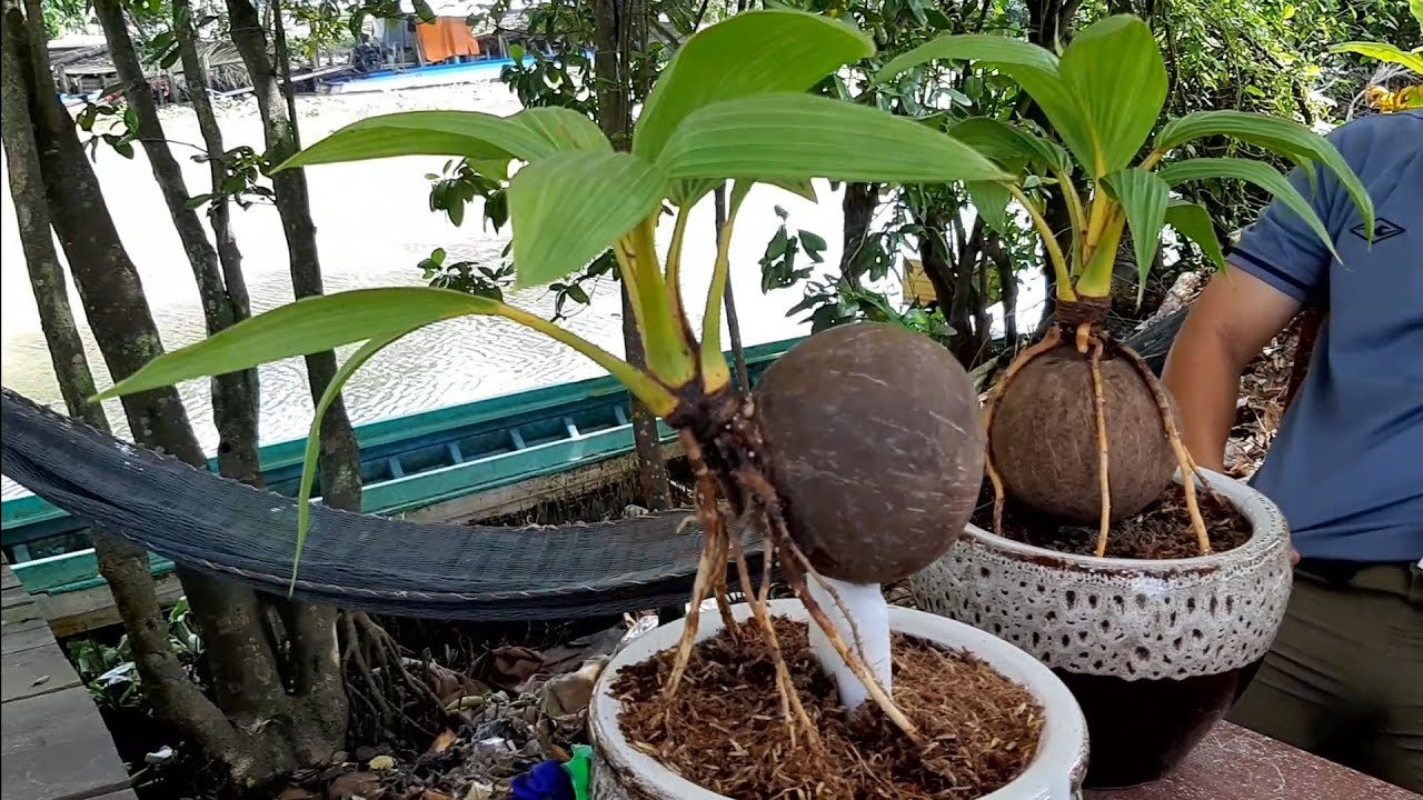 Hành trình thăm vườn dừa bonsai nhà a Khởi(hội viên Hội Bonsai Dừa Việt Nam)/Coconut bonsai