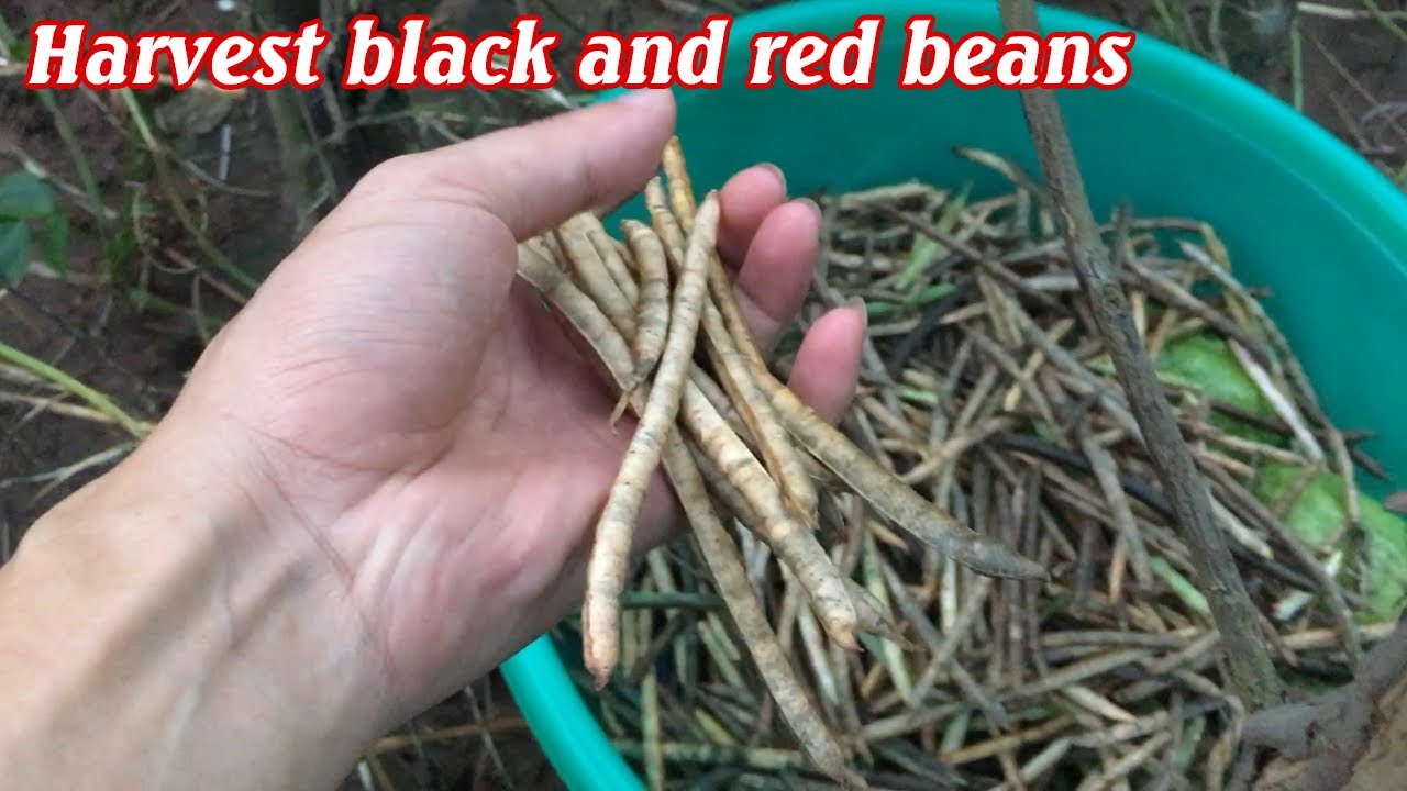 Harvest black and red beans in my garden - thu hoạch đậu đen đậu đỏ trong vườn nhà