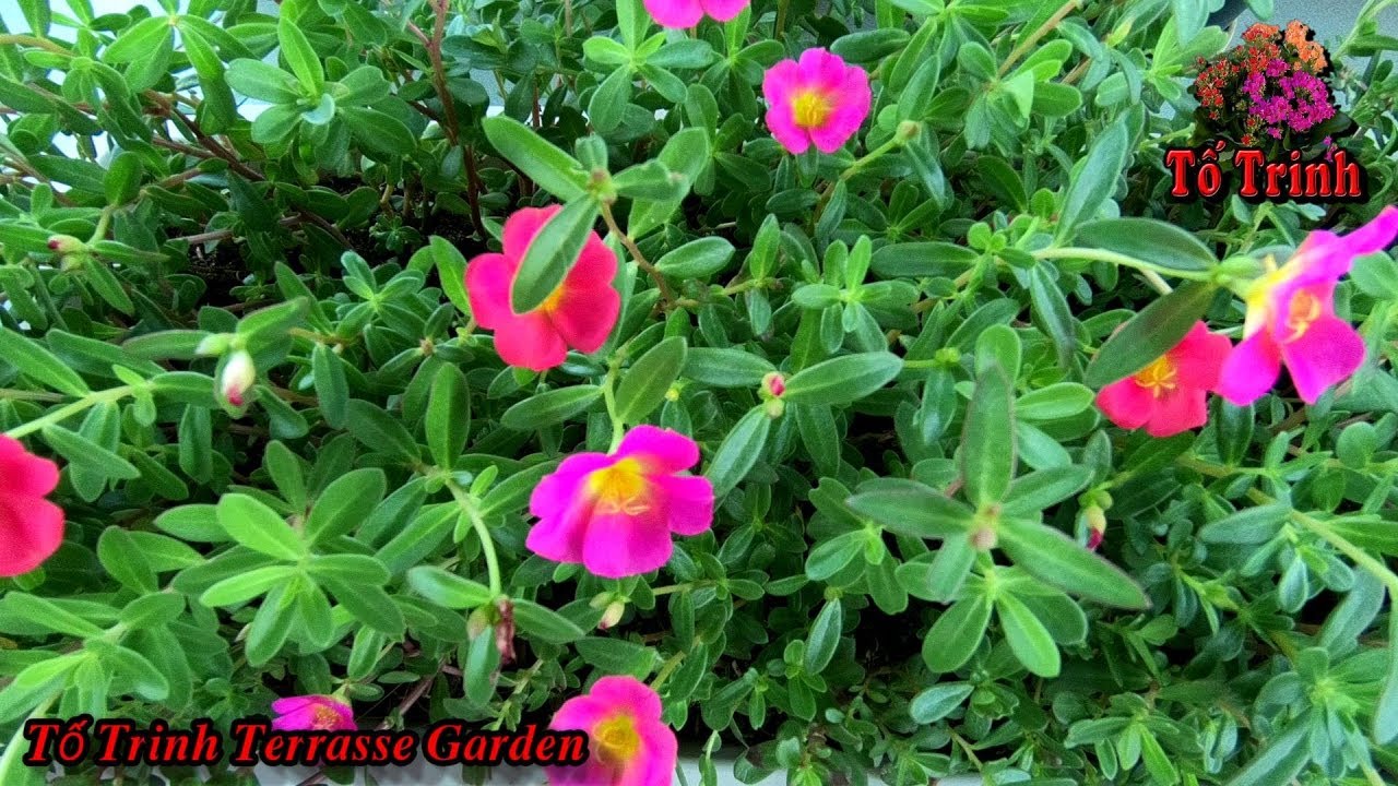 Hoa 10 Giờ Sam Rất Là Dễ Trồng  / Portulaca Is Easy To Grow