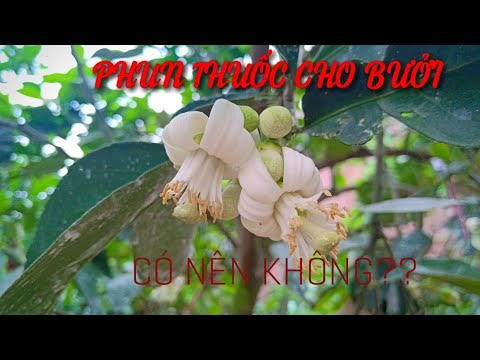 Hoa Bưởi Nở Có Nên Phun Thuốc Không??