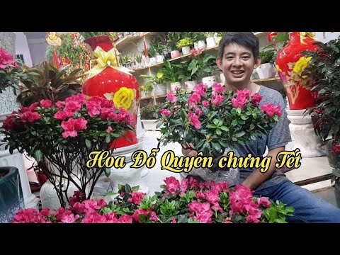 Hoa Đỗ Quyên và những loại hoa chưng Tết tại cửa hàng