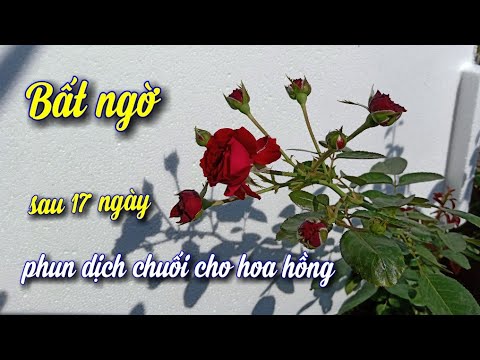 Hoa Hồng Luôn Nở Đẹp Nhờ Phun Dịch Chuối. Kết Quả Sau 17 Ngày.NGƯỜI ƯƠM MẦM