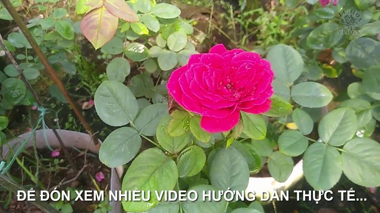 Hoa Hồng ngoại (phần tiếp theo)