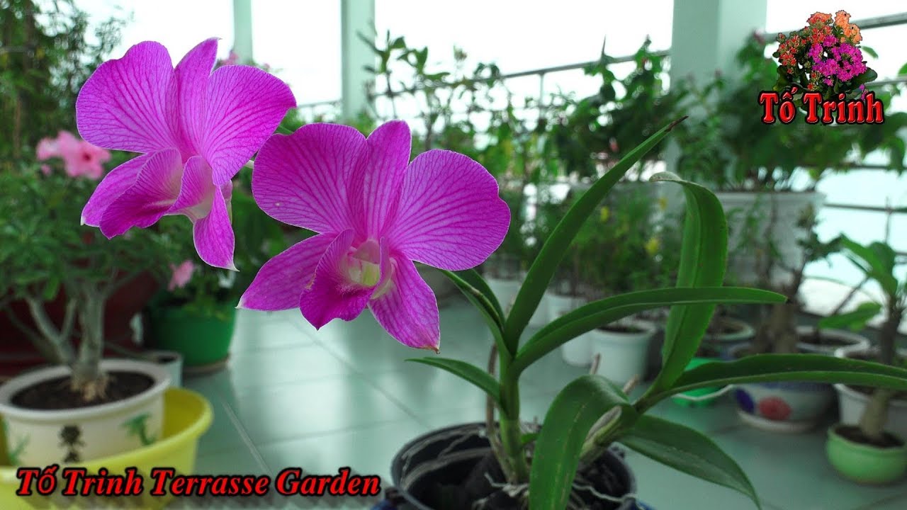 Hoa Lan Tổng Hợp / Orchidaceae