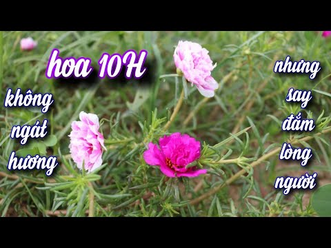 Hoa Mười Giờ .Trồng Nhanh Nhất Để Được Ngắm, Vì Hoa Đẹp Dịu Dàng