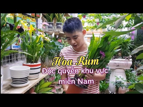 Hoa Rum (loa kèn) độc quyền khu vực miền Nam