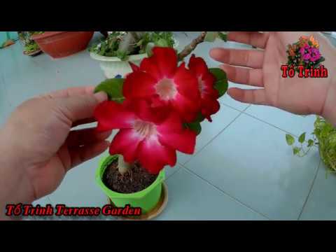 Hoa Sứ Thái Mini Màu Hoa Xinh Đẹp - Adenium obesum beautiful