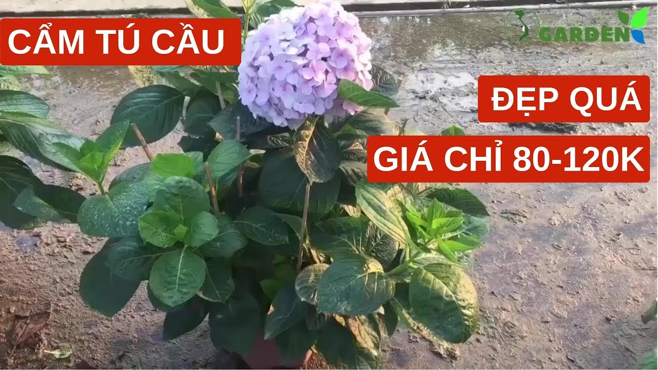 Hoa cẩm tú cầu tuyệt đẹp chỉ từ 80K-120K