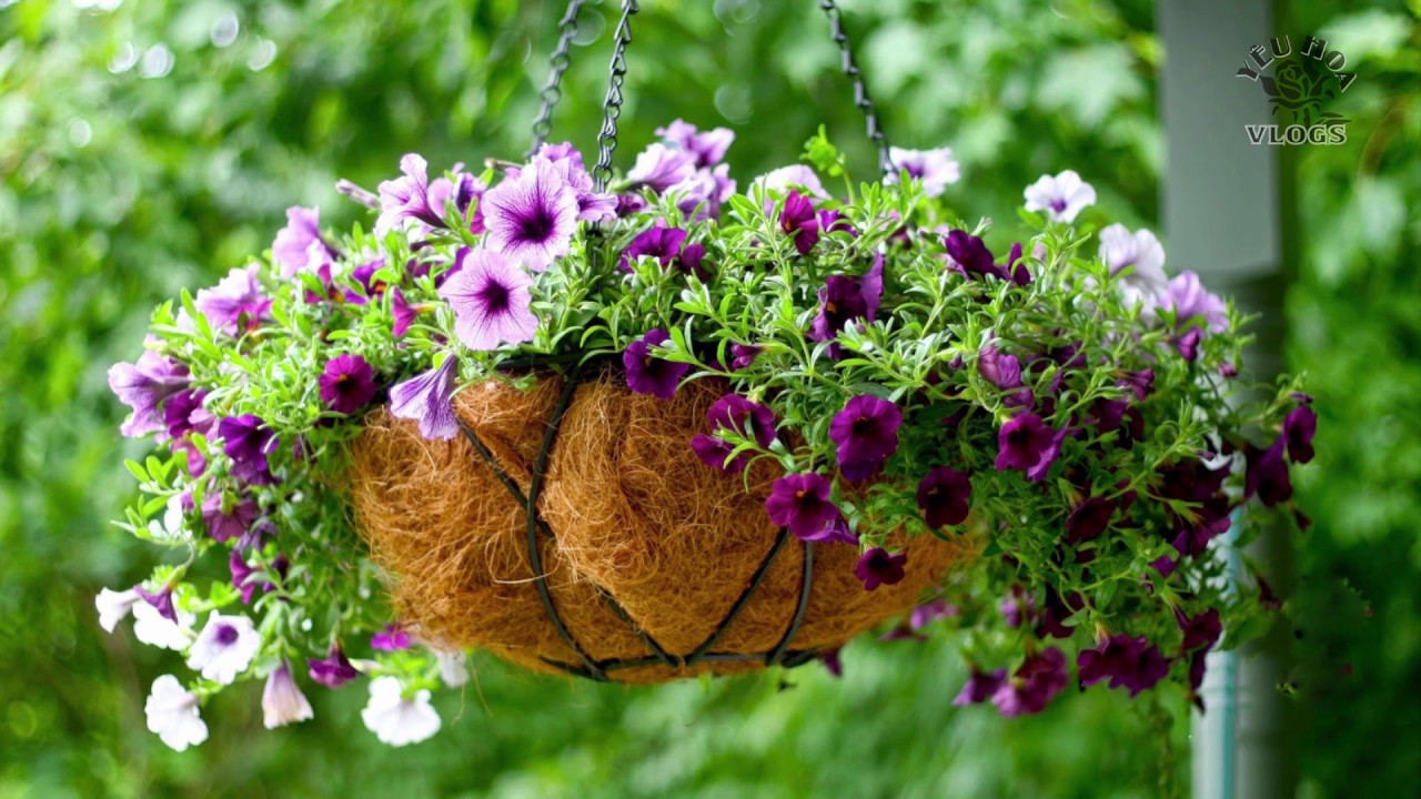 Hoa dã yến thảo mùa này đang nở rộ | Cách chăm sóc cho Dạ yến thảo sai hoa