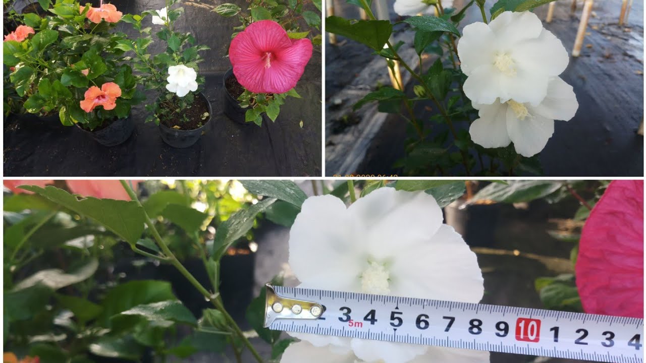 Hoa dâm bụt trắng cánh đơn (Hibiscus syriacus 'Diana')