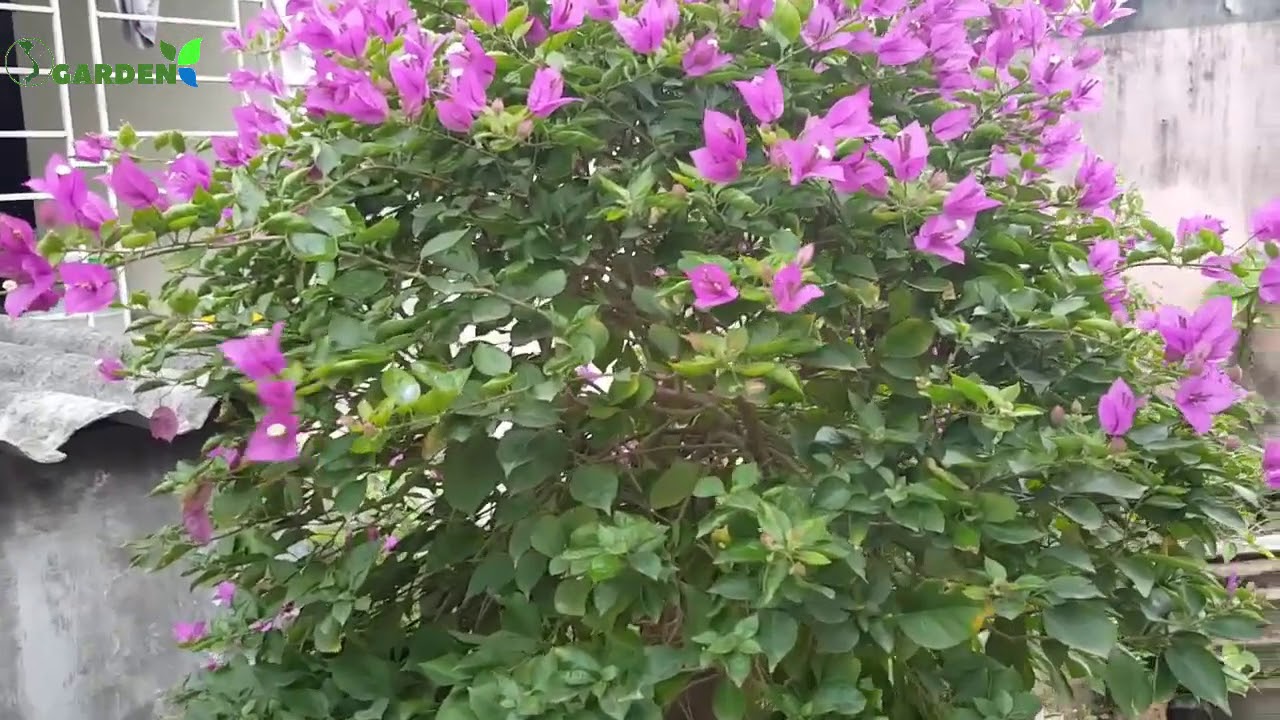Hoa giấy tím huế đón tết gốc lớn giá rẻ | S Garden