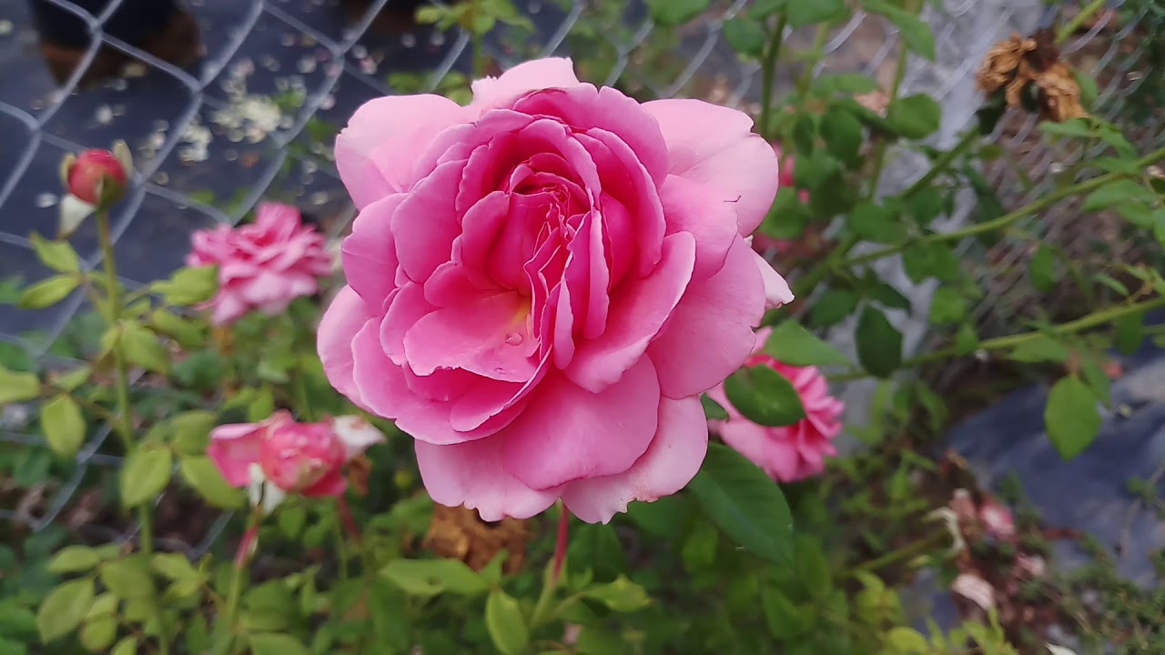 Hoa hồng Alexandra of Kent rose ( David Austin)