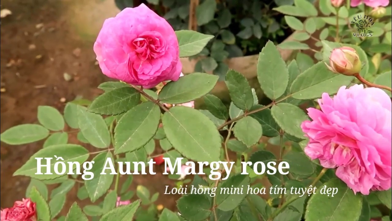 Hoa hồng Aunt Margy - Loài hồng mini sai hoa cực thơm