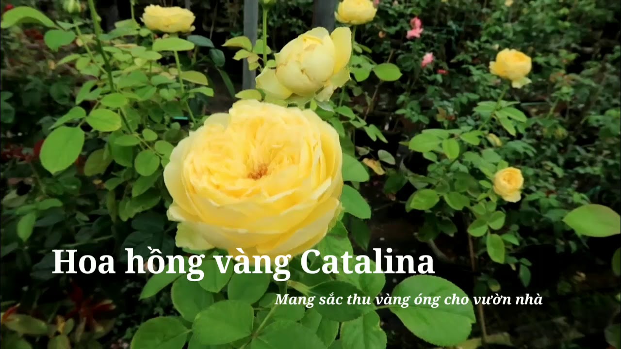 Hoa hồng Catalina màu vàng chanh tuyệt đẹp