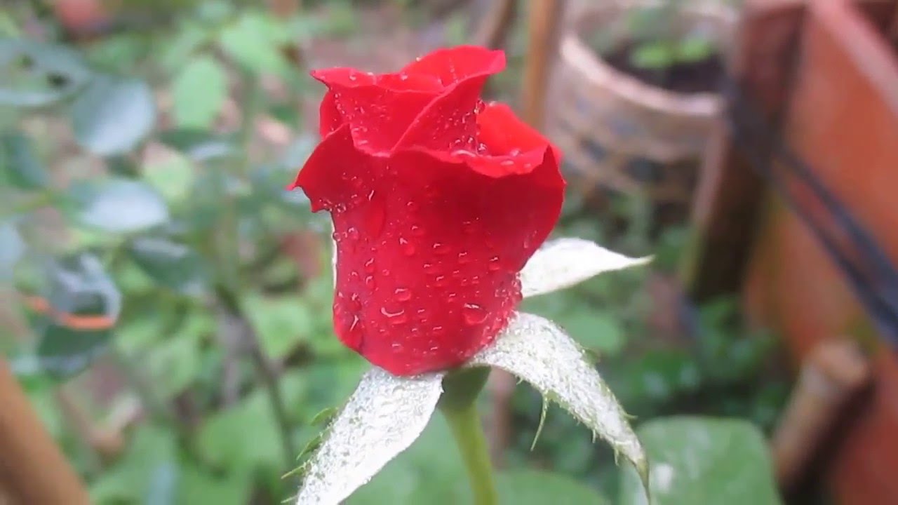 Hoa hồng Đà Lạt nở hoa tại Sa Đéc