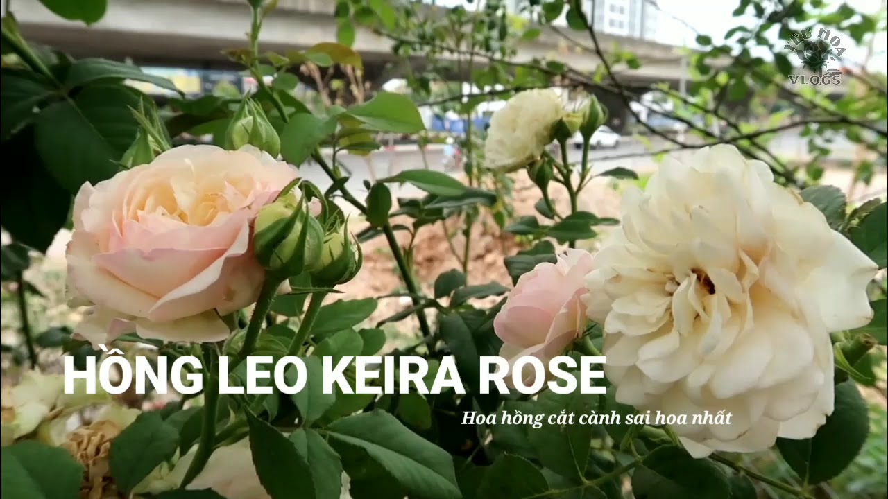Hoa hồng Đám cưới David Austin nổi tiếng - Hồng leo Keira Weeding Rose