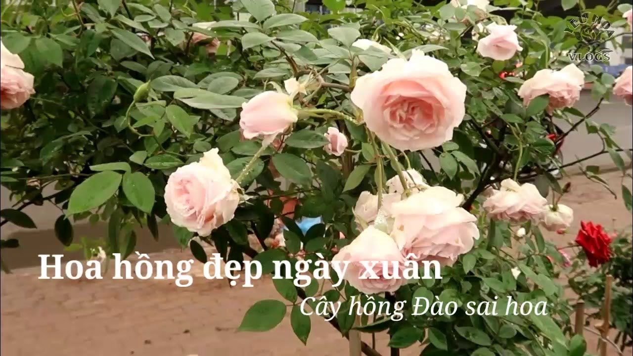 Hoa hồng Đào thân gỗ nghênh xuân tại vườn Cầu Dậu, Hà Nội