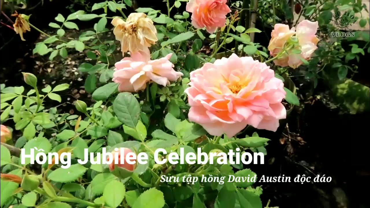 Hoa hồng David Austin đặc sắc - Hồng Jubilee celebration tuyệt đẹp