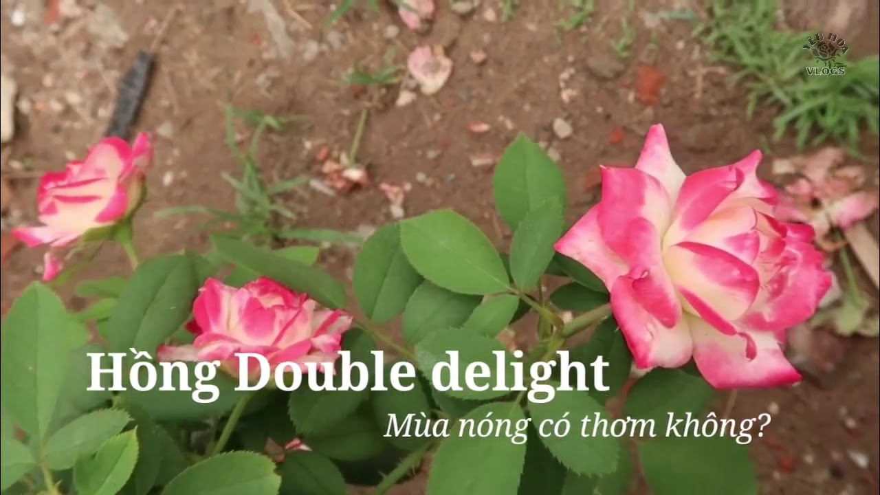 Hoa hồng Double delight mùa nóng có thơm không?