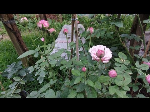 Hoa hồng Nhật Bản Miyako rose (日本のばらRoses of Japan みやこMiyako)