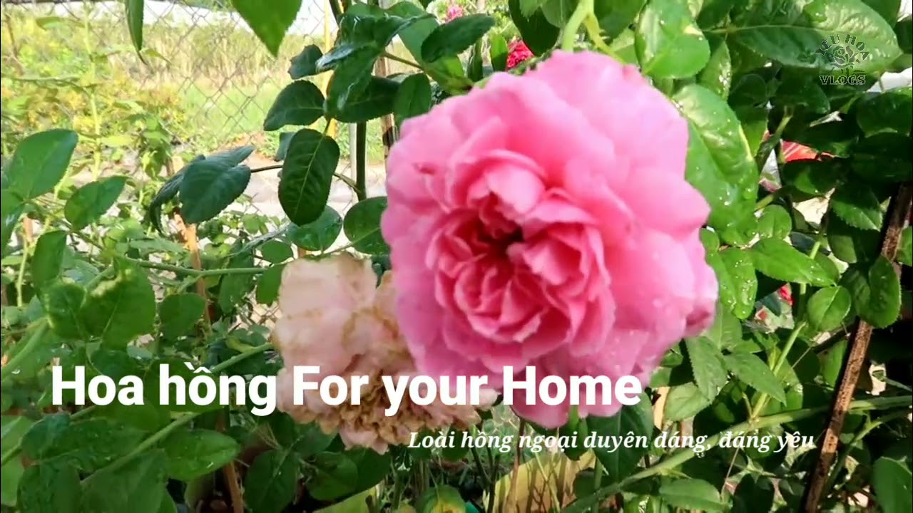 Hoa hồng Nhật Bản độc đáo: Hồng For your Home rose