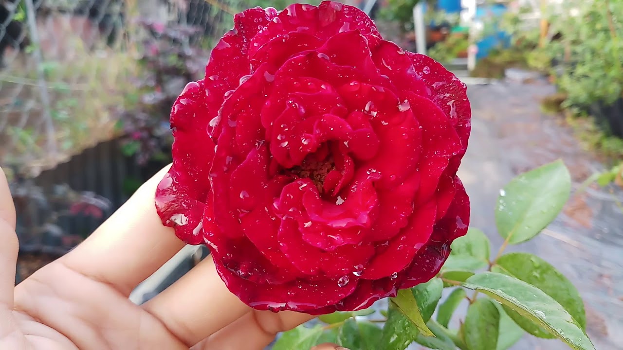Hoa hồng Pháp màu đỏ Framboise Chocolat rose