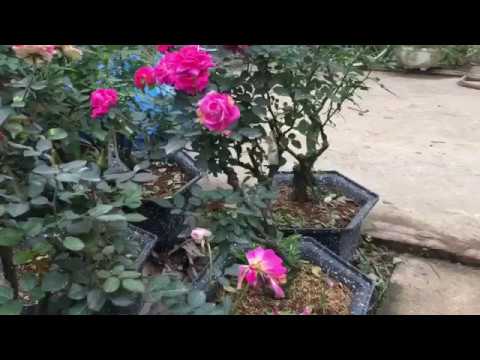 Hoa hồng bonsai mốt của những người chơi hoa.