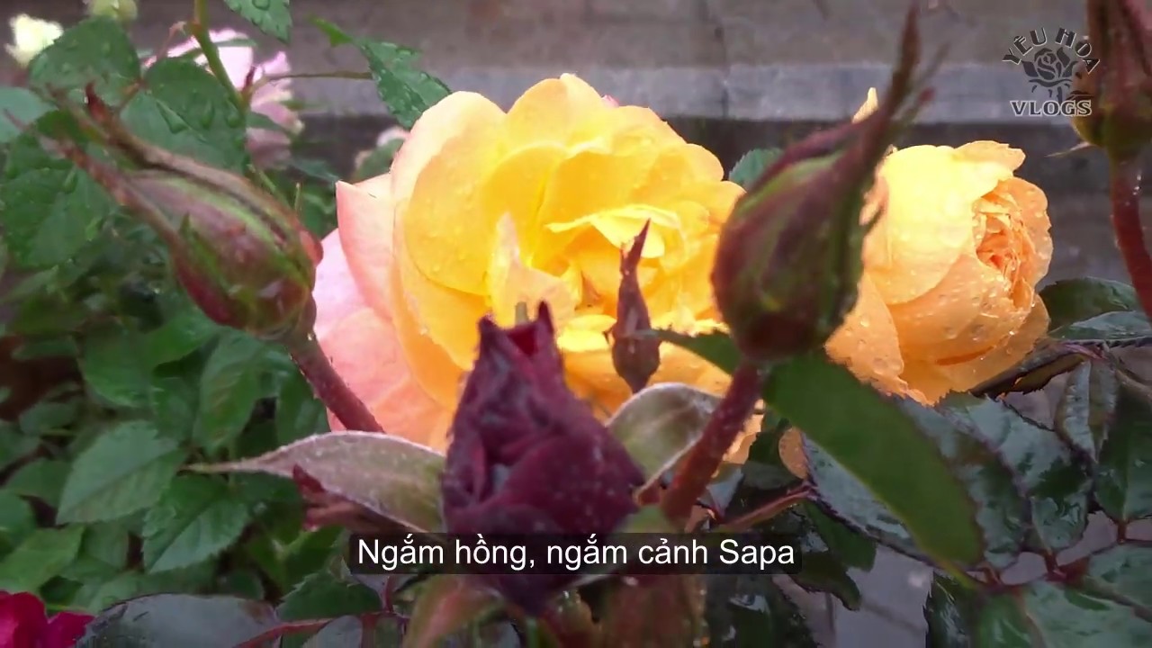 Hoa hồng đẹp ở Sapa | Lên Sapa gặp thung lũng hoa hồng | Phần 2