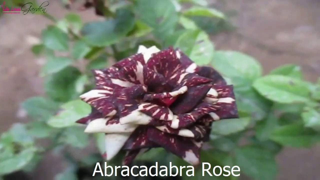 Hoa hồng đổi màu Abracadabra Rose