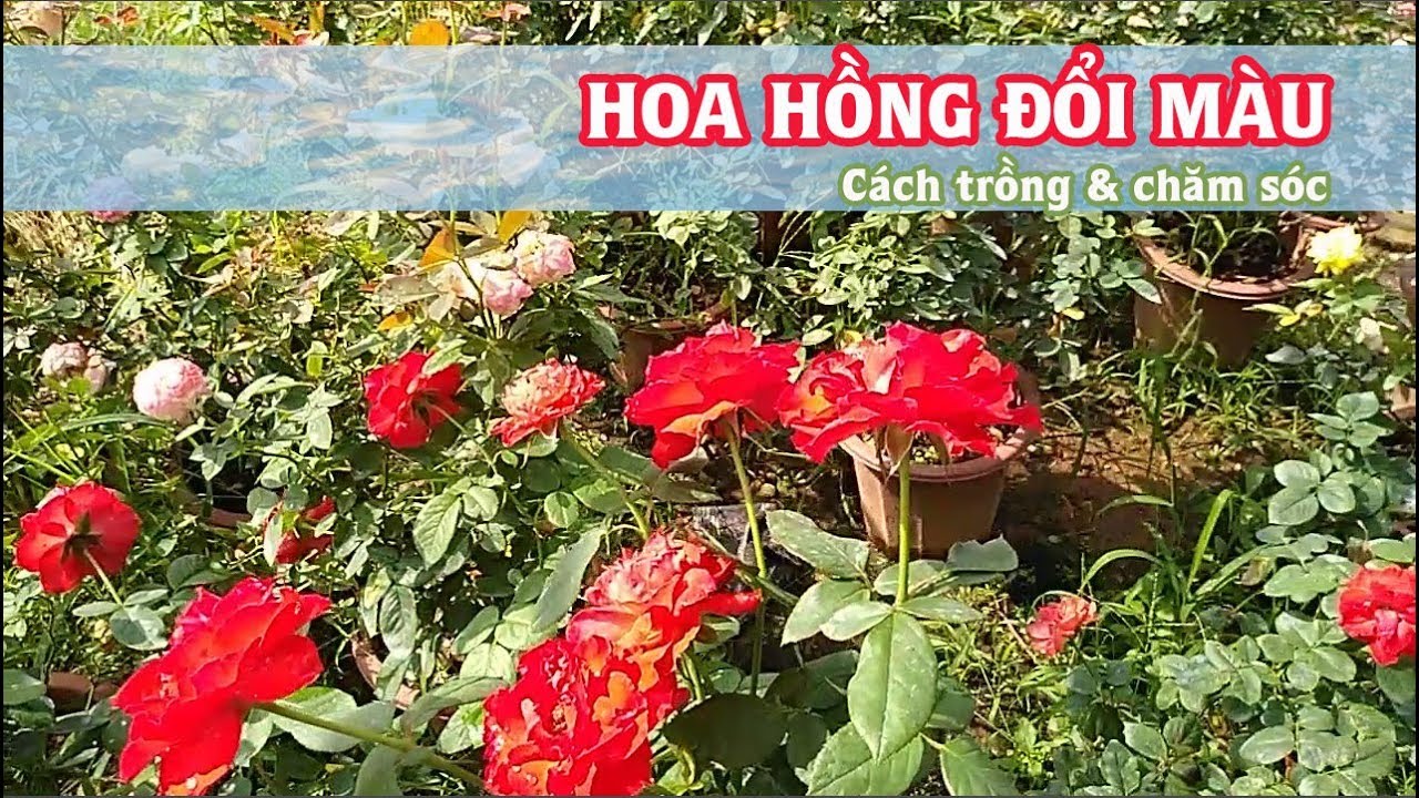 Hoa hồng đổi màu - Cách trồng và chăm sóc hồng đổi màu - Hoa hồng Vlogs