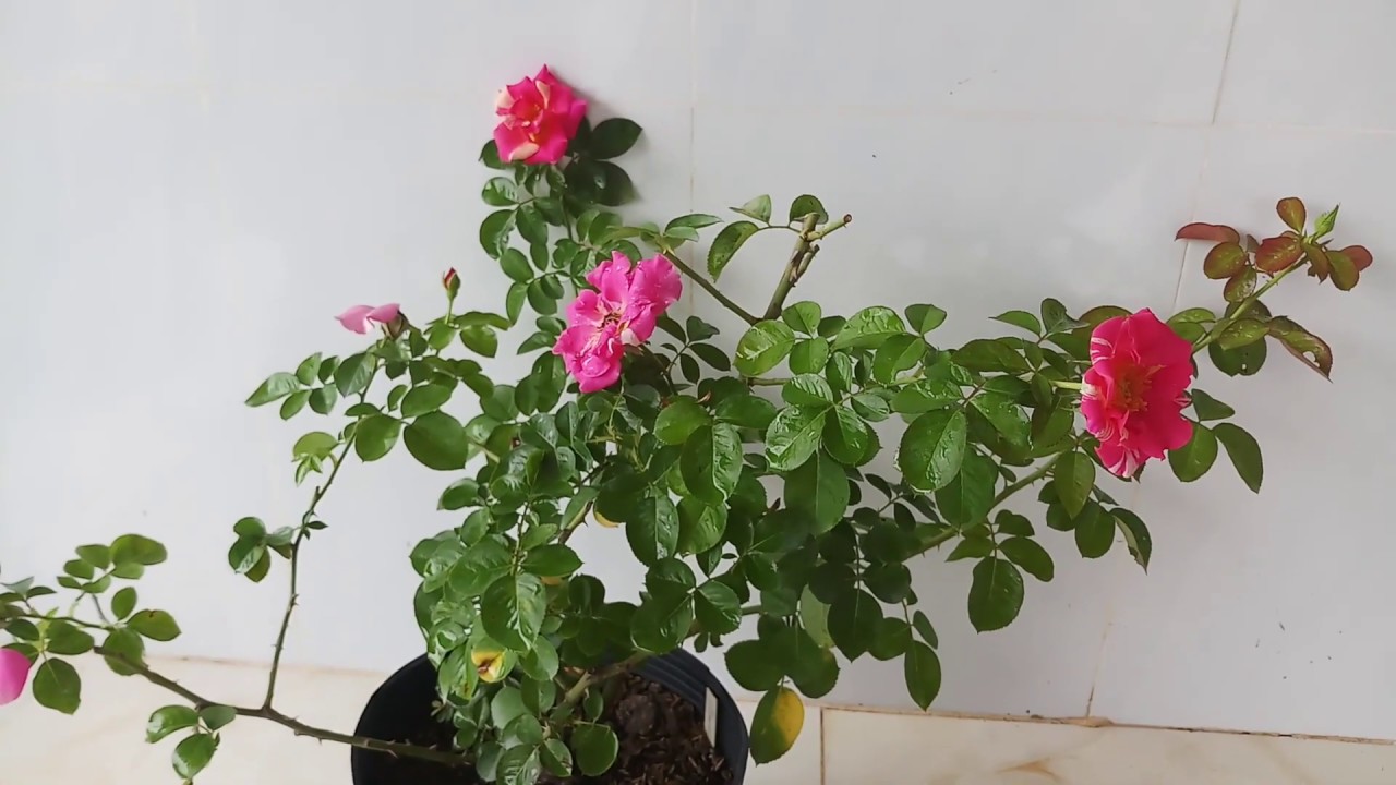 Hoa hồng leo Candy Land rose ( Hoa hồng Mỹ)