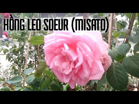Hoa hồng leo Soeur (Hồng Misato) - Giống hồng leo Pháp hoa to mà cực thơm