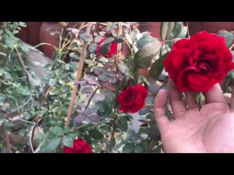 Hoa hồng leo cổ hải phòng