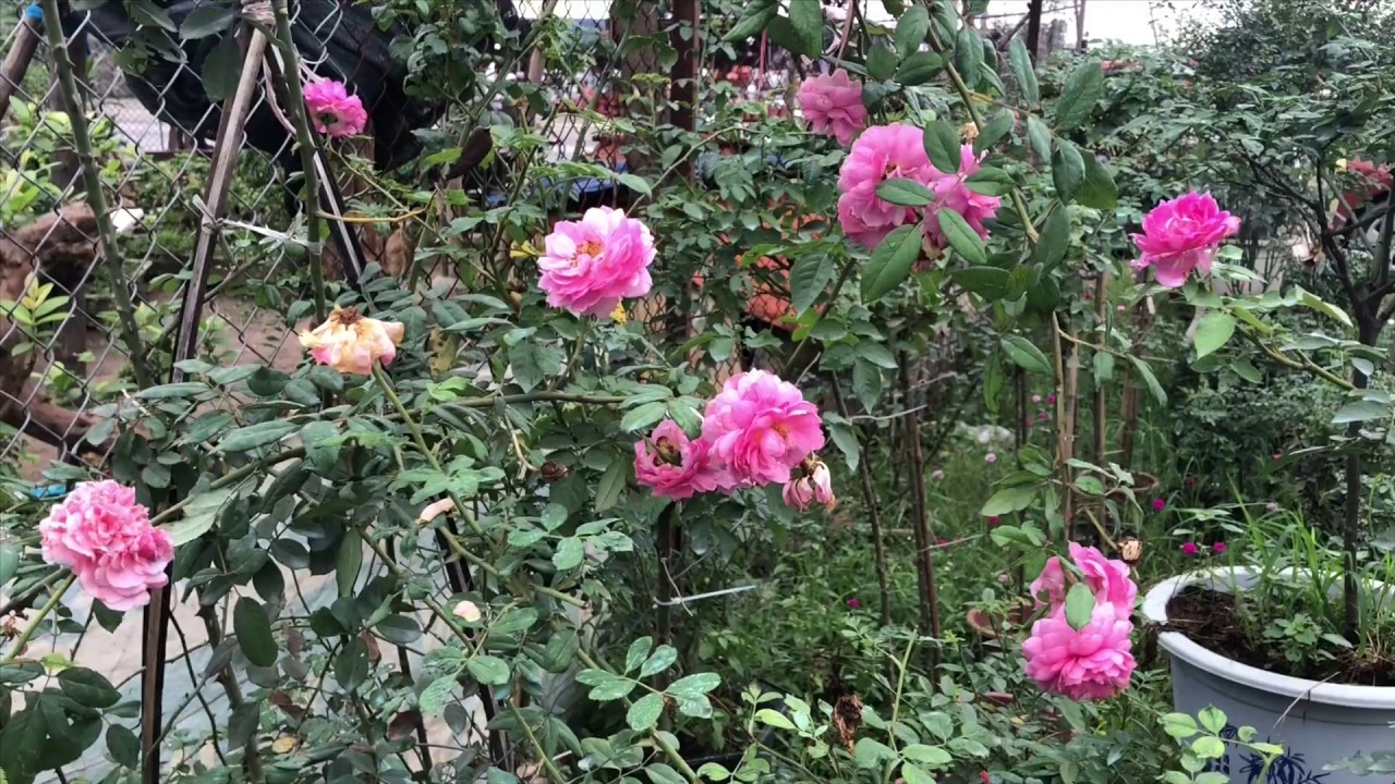 Hoa hồng leo humtington