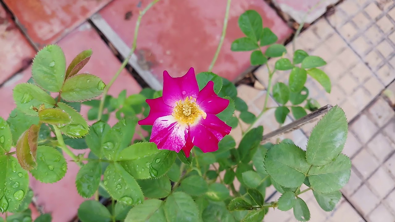 Hoa hồng leo màu tím sọc trắng Purple Splash rose