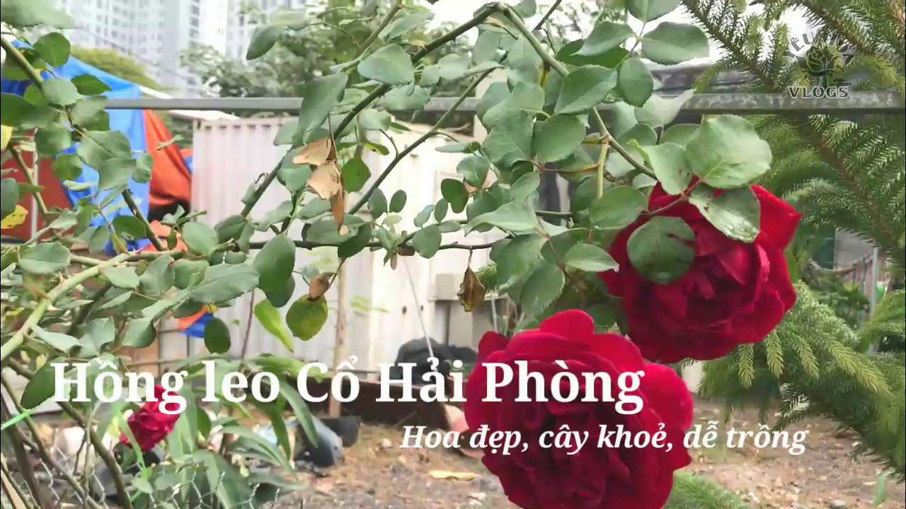 Hoa hồng leo nào đẹp mà dễ trồng nhất? Hồng Cổ Hải Phòng và hồng đột biến