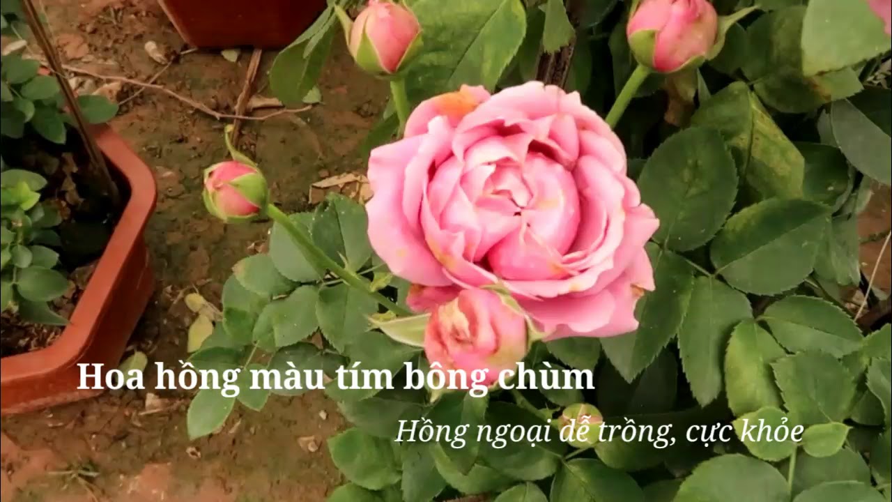 Hoa hồng màu tím cực kì sai hoa, dễ trồng