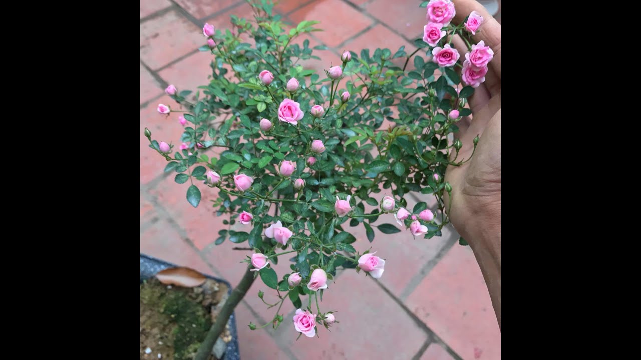 Hoa hồng mini nhật