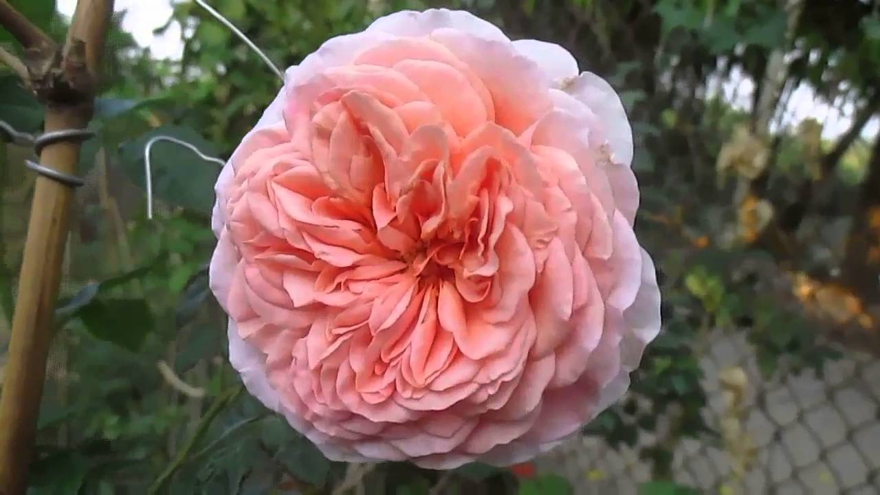 Hoa hồng ngoại Abraham Darby roses (David Ausin)