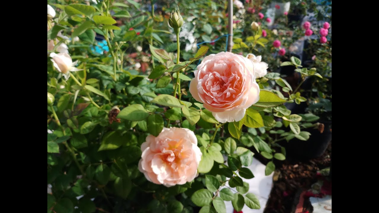 Hoa hồng ngoại Ambridge rose  (English Rose - bred by David Austin)