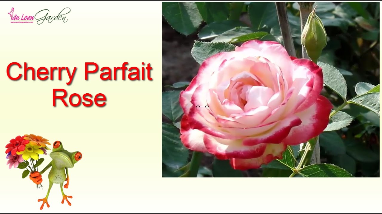 Hoa hồng ngoại Cherry Parfait Rose (Grandiflora Roses)