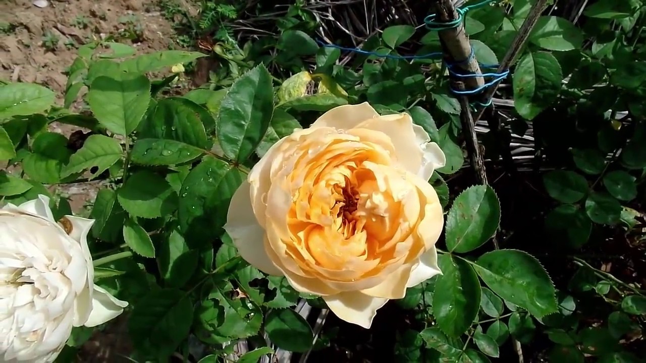 Hoa hồng ngoại Golden Vuvuzela rose (hồng cắt cành)