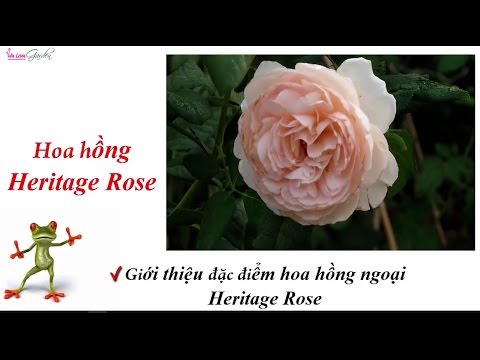 Hoa hồng ngoại Heritage Rose (English Rose, bred by David Austin)