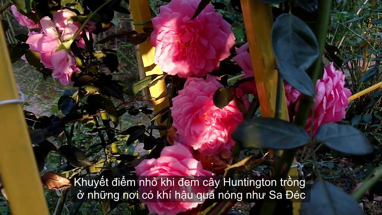 Hoa hồng ngoại Huntington Rose (漢廷頓玫瑰) [DAVID AUSTIN] 09/06/2017