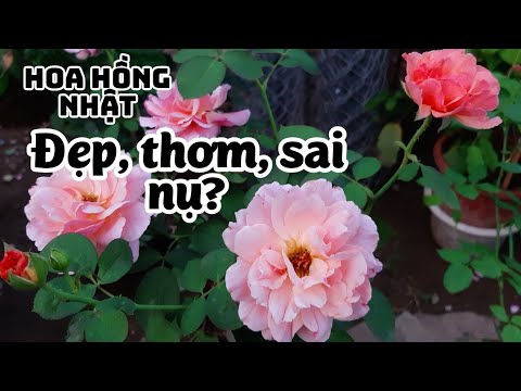 Hoa hồng ngoại Kaori của Nhật thực sự có đẹp không?