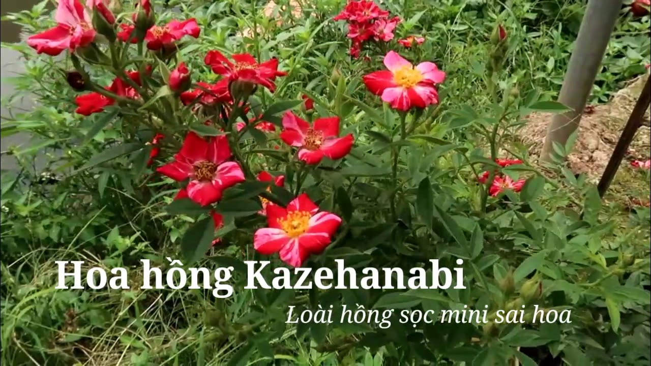 Hoa hồng ngoại Kazehanabi - Loài hồng sọc mini cực sai nụ