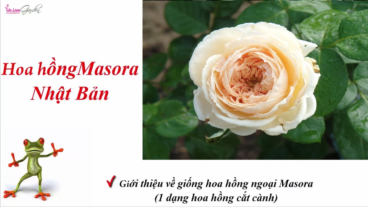 Hoa hồng ngoại Masora Rose đến từ Nhật Bản (Hoa hồng cắt cành)